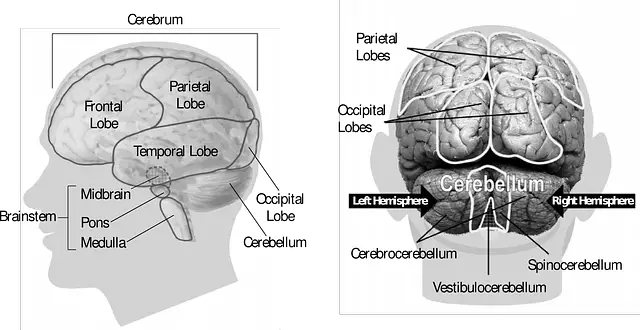 Preschool human body activities and facts - the Brain