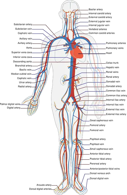 Preschool human body activities and lessons - the Circulatory system