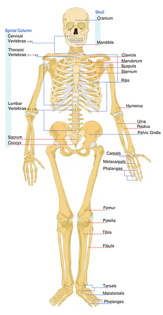 Preschool human body activities and lessons - the Skeletal system