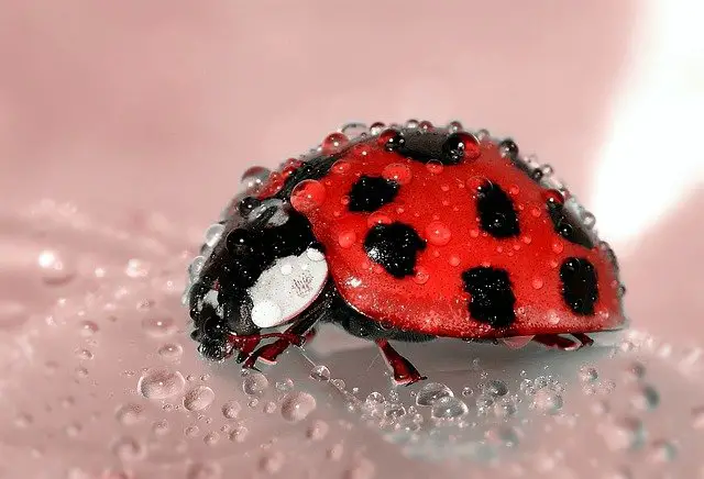 Insect lesson plans for preschool - Ladybugs